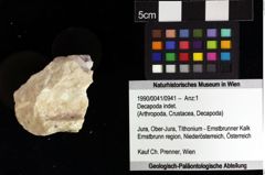 Foto (Objket + Etiketten) von Decapoda indet. 